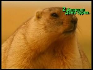 2 февраля в США и Канаде, а с недавних пор и в нашей…