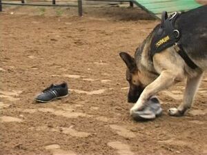 8 февраля 1816 года впервые на полицейской службе была…