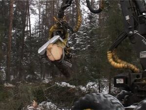 В Дементьево ведутся работы по вырубке леса, сообщили…