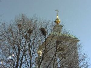 Сегодня вся планета отмечает Международный день птиц…