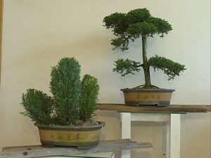 Искусство бонсай возникло в Китае в 231 году до н.э, но…