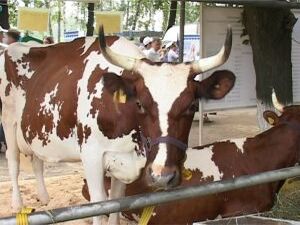 «Звезды Подмосковья — 2013», это большой фестиваль…