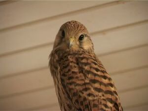 Оказывается в Раменском районе живет редкая птица…