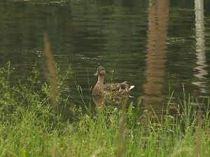 В студию Раменского телевидения часто обращаются жители…