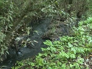 По тревожному звонку наша съемочная группа выехала в…