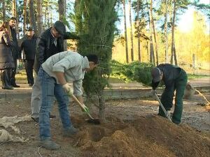 За последнее время около 400 сухих и больных деревьев…