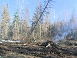 Вблизи Донинского шоссе ведётся активная вырубка леса…