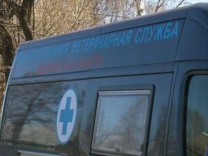 В МО обстановка по заболеванию бешенством остается…