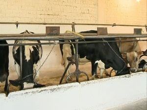 Ферма «Фоминское» Ульянинского племенного завода одно из…