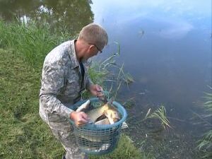 Раменские водоемы пополнились карпами и тостолобиками…