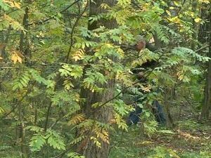 Первые грибы уже заставили многих вооружиться лукошками…