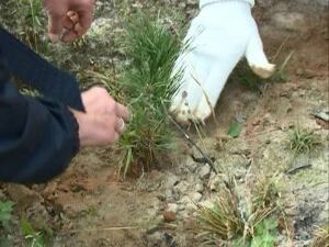 13 сентября в рамках акции «Наш лес. Посади свое дерево…