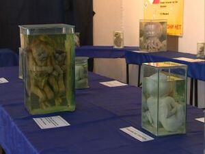 В Раменском музее с середины августа до конца сентября…