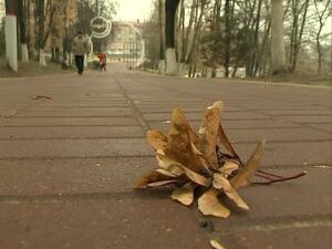 Определена дата начала массовой вырубки аварийных и…