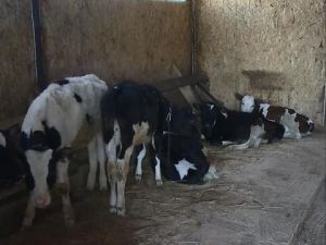 Предприниматель у многих из нас ассоциируется с деловым…