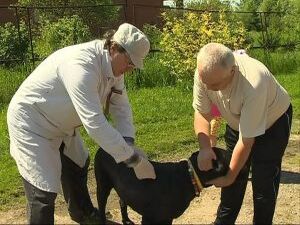Все мы привыкли к тому, что наши домашние любимцы тоже…