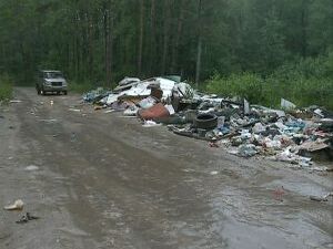 Вместо того, чтобы собирать ягоды, грибы, и просто…