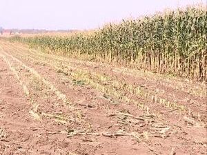 Осень – время уборочной. В Софьинских полях уже вовсю…