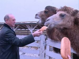 Коней, коз, верблюдов, а также домашних птиц разводят на…