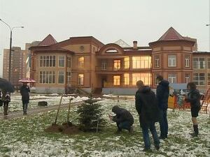 Голубая сербская ель теперь украшает территорию детского…