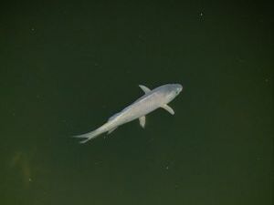 Администрация Раменского муниципального района заботится…