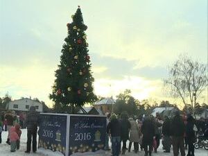«В лесу родилась елочка» — так начинается легендарная…