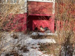 Тревожный звонок поступил в студии Раменского…