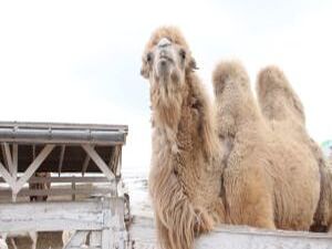 В России входит в моду заводить необычных домашних…