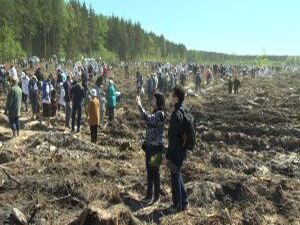 14 мая в Московской области прошла акция «Лес Победы…