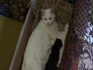 Неделю назад в небольшой квартире пенсионерки Жанны…