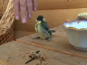 Вечером 26 мая на ул. Свободы дети нашли птенца синицы…