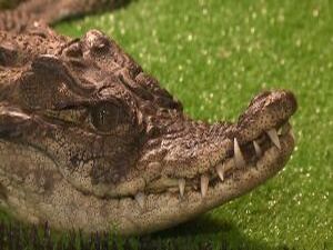 В Раменском историко-художественном музее расположился…