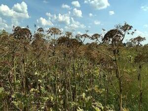 Стихийное бедствие в сельском поселении Гжельское…