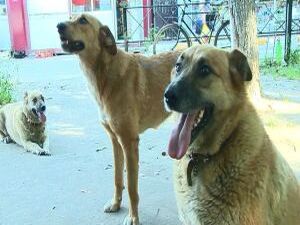 От жителей часто поступали жалобы о том, что во дворах…