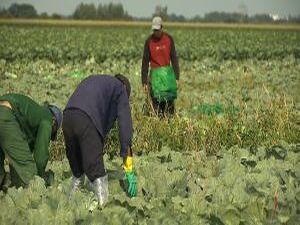 В самом разгаре сезонные работы по сбору урожая. Наша…