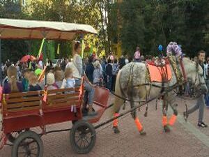 Сколько может съесть яблок панда, есть ли альтернатива…