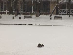 К нам в редакцию позвонила Ирина Малышева, сообщив , что…