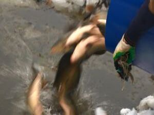 Сегодня в рамках программы «Экология и охрана окружающей…