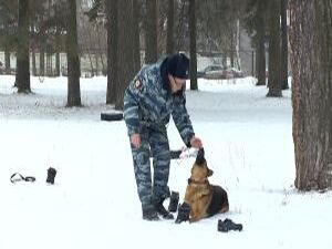 Камера, мотор, гав. В Раменском снимают кино о кинологах…