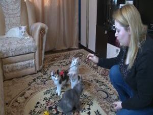 1 марта отмечается Всероссийский день кошек и мы, по уже…