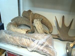 Изучение музейных предметов» — одно из  важнейших…