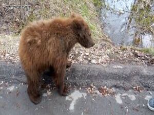 100-килограммового мохнатого и косолапого не каждый день…