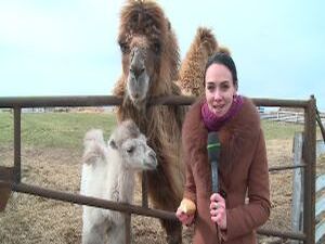 13 месяцев — ровно столько длится беременность у…