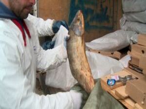 Предприниматели, которые занимаются производством мясной…