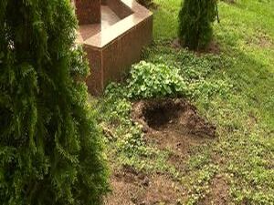 24 туи и 13 кленов высажено в минувшую субботу в рамках…