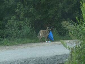 Сотрудники экологической службы в очередной раз…