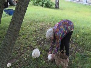 Продолжая грибную тему, которая на этой неделе уже…