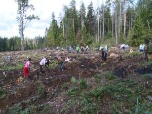16 сентября в лесу возле деревни Кузяево было высажено 4…