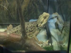 Самые маленькие в мире рептилии, амфибии,  земноводные…