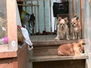 Домашний приют для животных «Эллина» — спасательный круг…